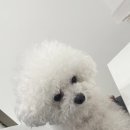 이프멍멍 이미지