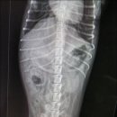 응암동물병원 이미지