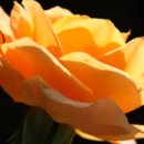 루미로사 이미지