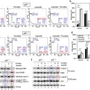Re:Oligo-Fucoidan prevents IL-6 and CCL2 production and cooperates with p53 to suppress ATM signaling and tumor progression - nature 논문 이미지