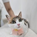 바다냥이네 | [신도림고양이미용] 눈이 예쁜 삼색치즈냥이 바다 미용후기 – 캣치유고양이미용호텔