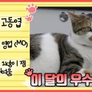 편의점 이달의 우수사원 고부장의 업무일지 😻 [고양이를 부탁해] 이미지