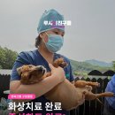 독클래스 유사리캠퍼스 | [경북산불 구호활동] 화상치료 완료, 중성화도 완료!