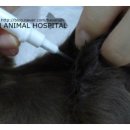 헤이븐동물병원 이미지