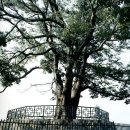 느티나무목장 이미지