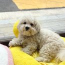 마릴린펫 이미지