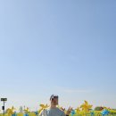 캡틴노래클럽 | [충남 부여] 부여 세도 토마토&amp;유채꽃 축제 전국노래자랑 장민호 실시간 후기