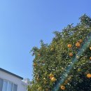 유자랜드펜션 이미지