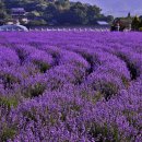 사라실 라벤더 단지 이미지