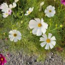 정이품송캠핑장 이미지