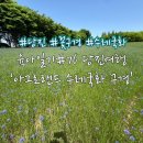 정인목장 | 육아일기#76 당진 예산 수레국화 명소! 당진갈만한곳 ‘아그로랜드 꽃구경 (feat.수래국화 개화 현황)