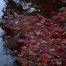 정선초교가수분교 이미지