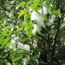 조각구름 이미지