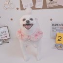 알콩달콩 애견미용실 이미지