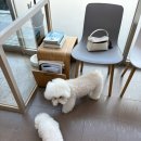 최광호동물병원 이미지