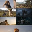 라이온킹 이미지