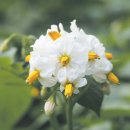 감자꽃필무렵 이미지