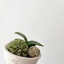 로자리안 이미지