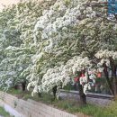 (여행) “나무위에 새하얀 눈꽃이 내렸어요”… 봄꽃 감상하러 떠나는 이팝나무 명소 4곳 이미지