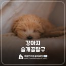 해운대 24시 동물의료원 | 인계동동물병원 애니콘주 강아지 슬개골 탈구 수술 후기 [24시 마음반려동물의료원]