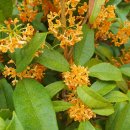 김해봉황초등학교 이미지