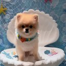 구름이네 애견미용 | 대구 달서구 애견미용 후기 구름이·들이·럼이의 촉촉한 하루💜