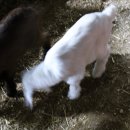 보은염소농장 이미지