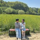 대구 유채꽃 명소 추천 ‘팔현생태공원’ ( 실시간 개화 상황, 뚜벅이, 주말 방문 후기 )