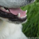 더블유치과의원 네이버블로그