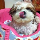 보리콩이네 이미지