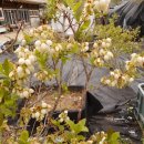 청산 블루베리 이미지