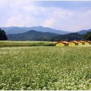 메밀꽃필무렵 이미지