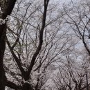 문덕면 죽산2리경로당 | (전남보성) 보성 대원사 벚꽃 축제 실시간 벚꽃 개화 상황 실시