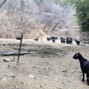 초방리 축사 이미지