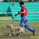 황제애견 이미지