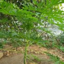 농업회사법인 더 팸팜 이미지