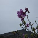 비슬산 참꽃 이미지