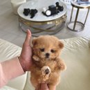 퍼피데일리 이미지