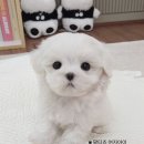 두둥