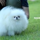 화이트 켄넬 이미지