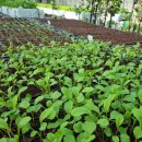 광성농장-2 이미지