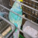 레인보우 앵무 이미지