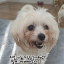 쓰담쓰담 이미지