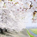 낙동강제방(강서30리벚꽃길) 이미지