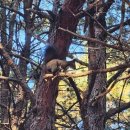 현충원로3 | 국립 대전 현충원 단풍 은행나무 TOP3 포토존과 둘레길 후기