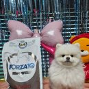 (유)청정개발 | 포르자10 액티브 독 더모 강아지 식이알러지 피부질환 식이역반응 중대형견용사료 대박후기