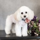 베베펫살롱 이미지