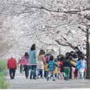 조천변 벚꽃길 이미지