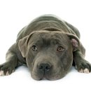 센트럴 동물메디컬센터 이미지