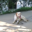 이삭도우미 이미지